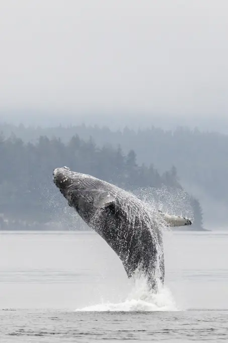 Humpback whale breaching off the coast of Vancouver Island, BC, Canada