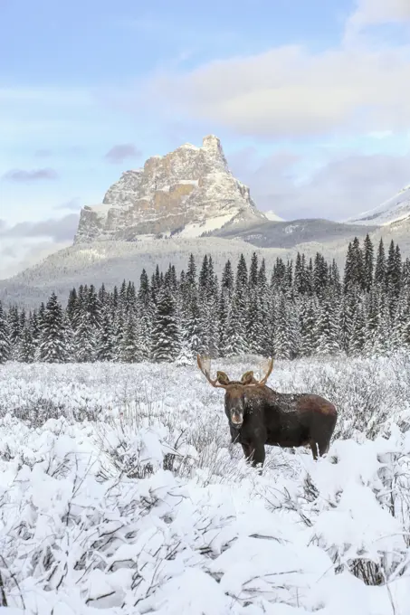Bull moose, Banff National Park, Alberta, Canada