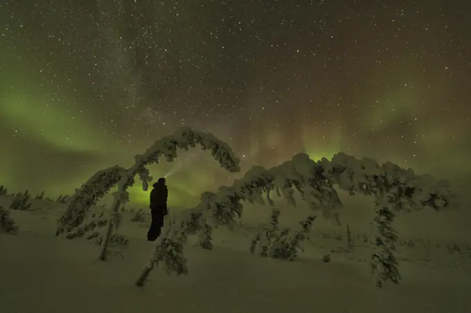 Person standing in the snow framed by trees while the aurora borealis or northern lights dance above, northern Yukon.