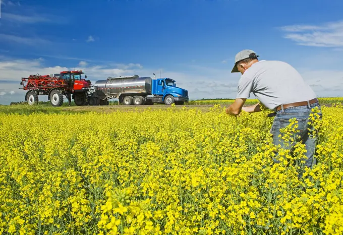 a man looks out over a canola field with a high clearance sprayer a nurse truck loads chemical fungicide for application , near Dugald, Manitoba, Cana...