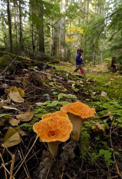 Hiking alongside wild mushrooms at Hidden Lake, near Enderby, North Okanagan region, British Columbia, Canada.