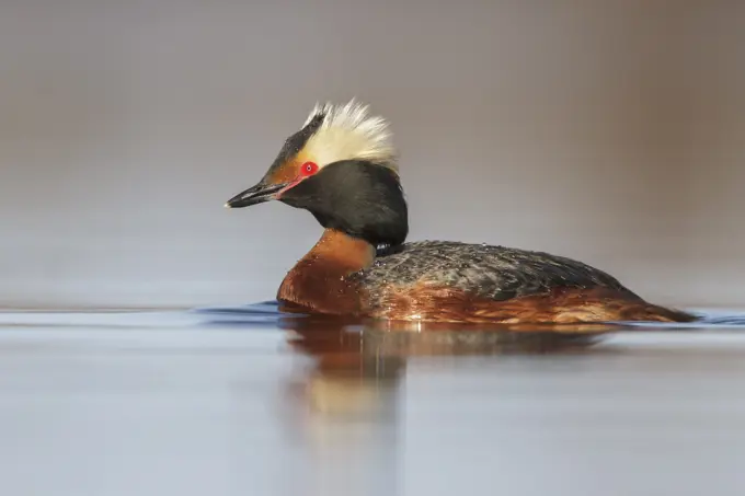 Horned Grebe (Podiceps auritus) in a pond in the tundra near Churchill, Manitoba, Canada.