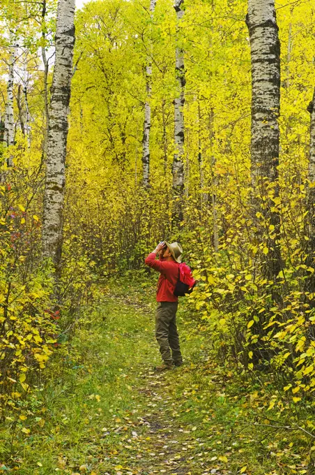 hiker bird watching on trail in deciduous forest, Riding Mountain National Park, Manitoba, Canada