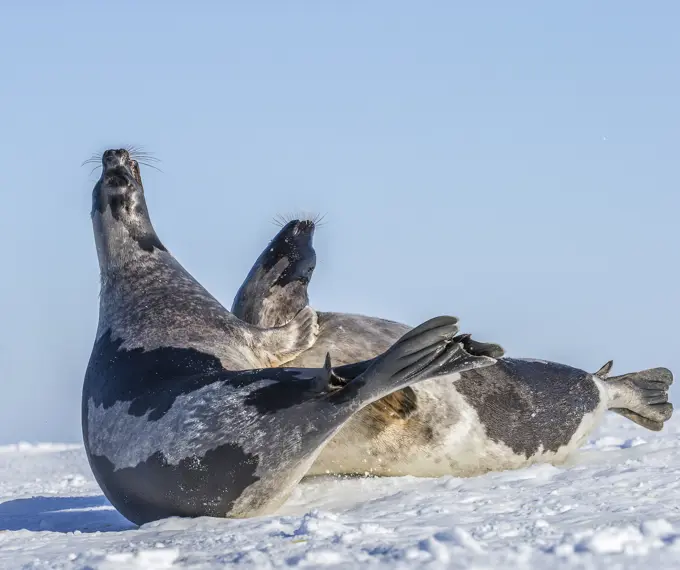 Harp seal (Pagophilus groenlandicus), females in aggressive interaction, at whelping grounds on sea ice, Gulf of Saint Lawrence, near Îles de la Madel...
