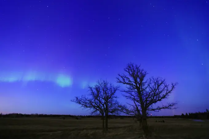 Northern lights (Aurora borealis) and bur oak trees Birds Hill Provincial Park Manitoba Canada