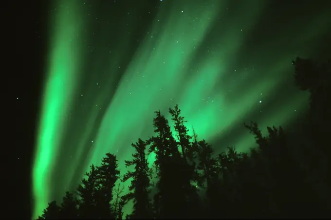 Northern lights (Aurora borealis) in the boreal forest Wood Buffalo National Park Northwest Territories Canada