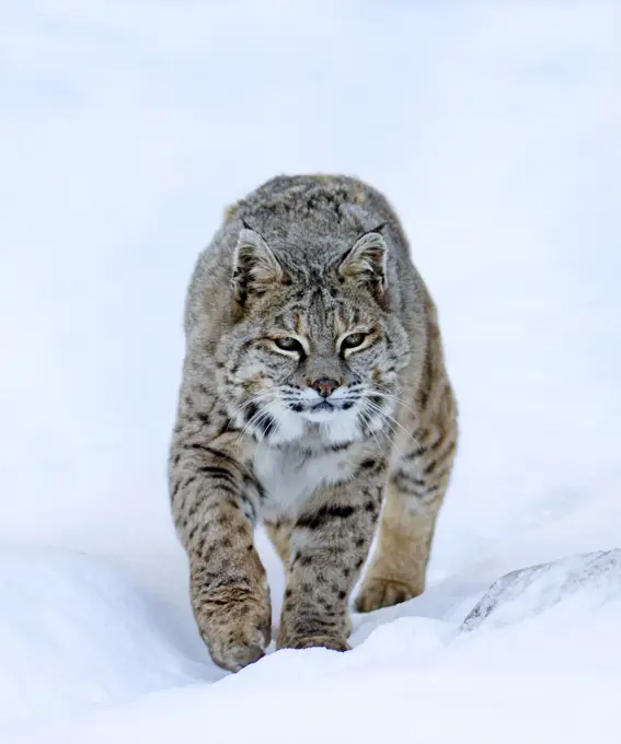 Bobcat (Lynx rufus) is a North American wild cat. Walking on snow.