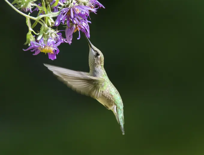 Ruby-throated hummingbird female, (Archilochus colubris)