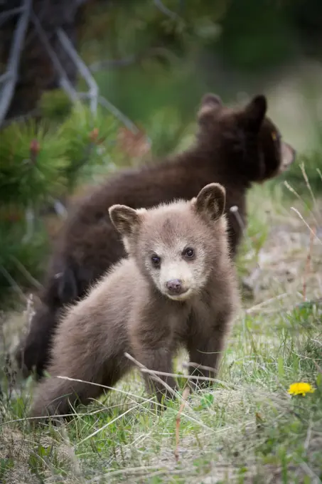 Ursus americanus, black bear, rocky mountains, Alberta, Canada, cub, young