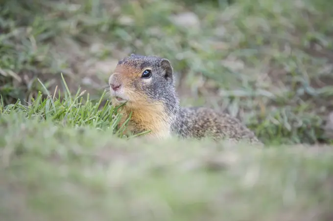 Urocitellus columbianus, columbian ground squirrel, Rocky Mountains, British Columbia, Canada