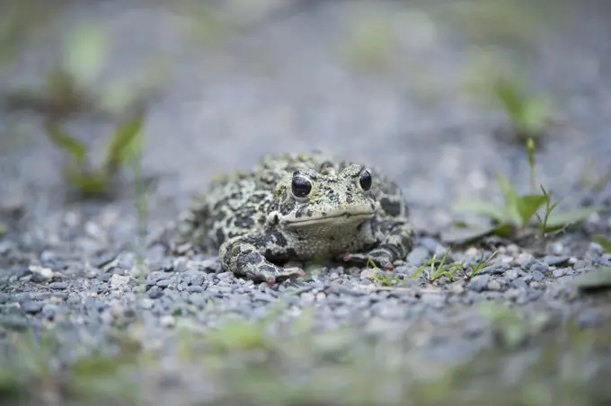 anaxyrus boreas, western toad, Rocky Mountains, British Columbia, Canada