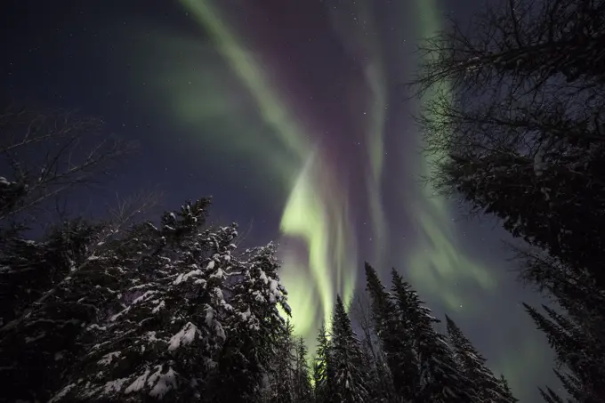 Northern lights or aurora Borealis over the trees of Mayo, Yukon, Canada.