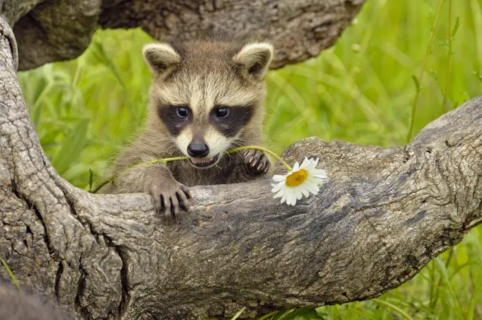 Raccoon (Procyon lotor) Baby exploring old stump, captive raised, Minnesota wildlife Connection, Sandstone, Minnesota, USA