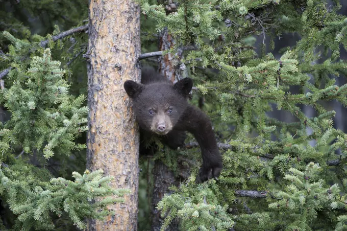 Black Bear, Ursus americanus Cubs, climbing a tree Alberta, Canada