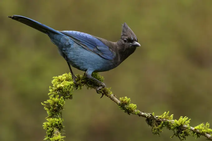 A Steller's Jay (Cyanocitta stelleri) perches on a mossy branch in Victoria, British Columbia, Canada.