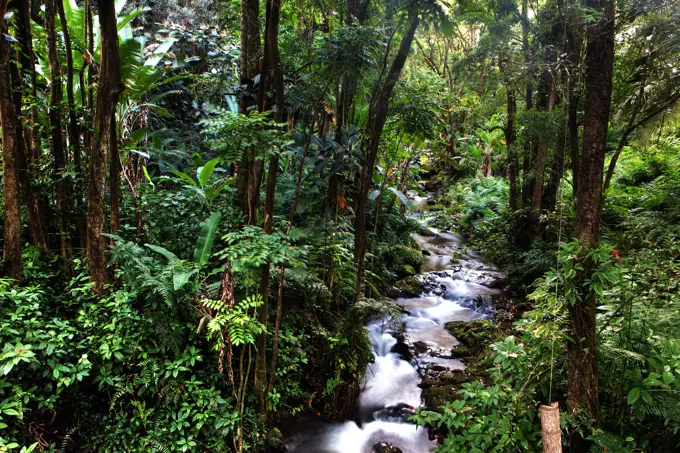 Tropical Forest with Creek, Hamakua Coast, Island of Hawaii