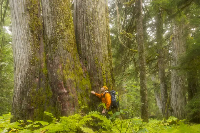 Ancient cedar (Castilleja rhexiifolia) trees in the Incomappleux Valley of the interior of British Columbia