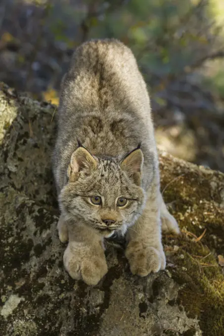Young Canada Lynx, Felis lynx, portait, Montana, USA