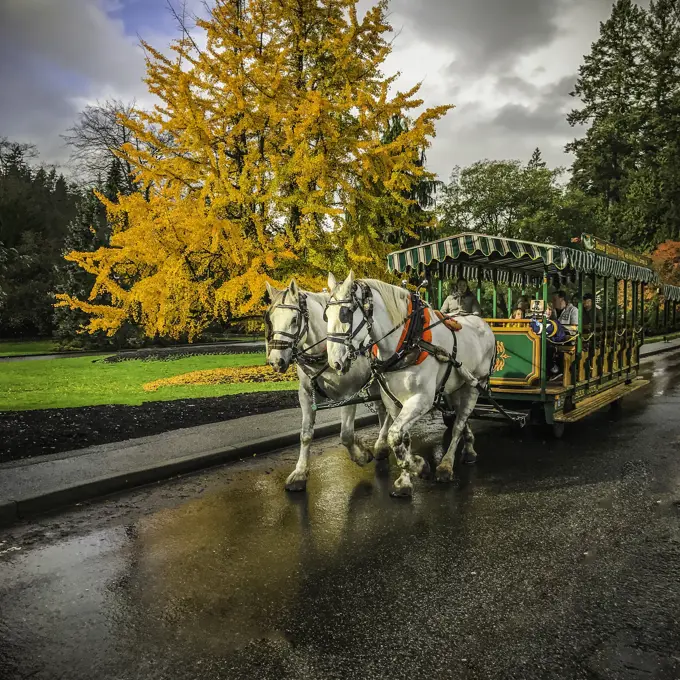 Tourists partaking in a Scenic Horse drawn carriage tour around Stanley Park, a natural area surrounded by the cool waters of the Pacific Ocean in Van...