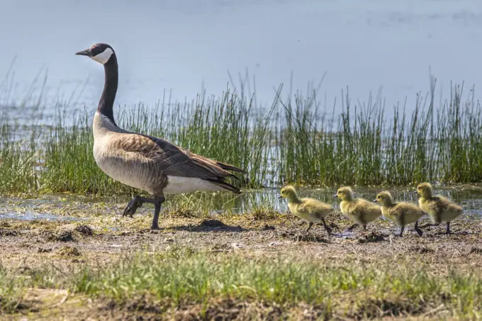 Canada Goose (Branta canadensis) Distinctive grey, black & white coloring of parents and yellow of young, swimming in blue water, of prairie slough. S...