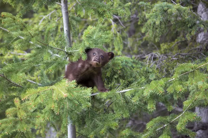 Black bear cub,, Ursus americanus, Kootenay, British Columbia, Canada
