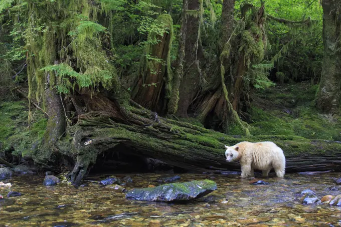 Spirit bear in the Great Bear Rainforest