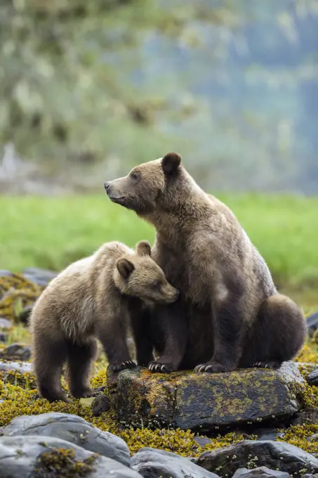 Grizzly bear sow and cub, Khutzeymateen Grizzly Bear Sanctuary in British Columbia, Canada