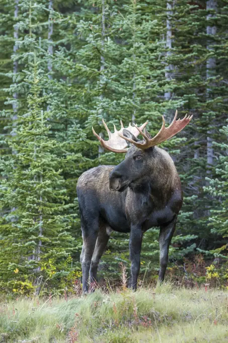 Bull moose, Spray Lakes Provincial Park, Alberta, Canada
