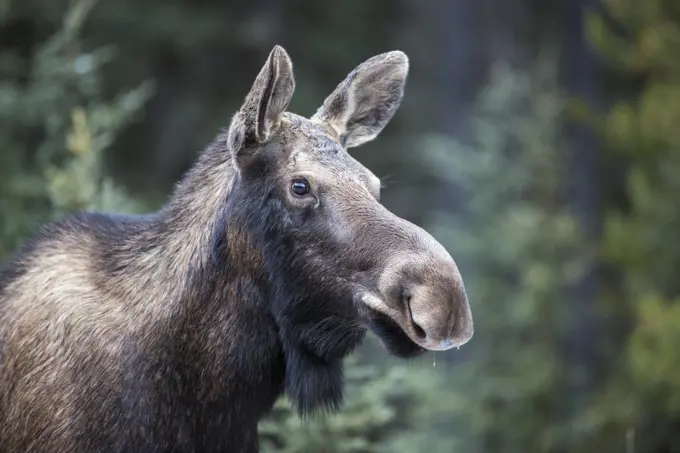 Cow moose portrait, Jasper National Park