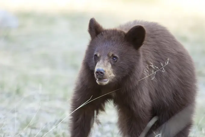 Grizzly Bear Cub, Jasper National Park, Alberta, Canada