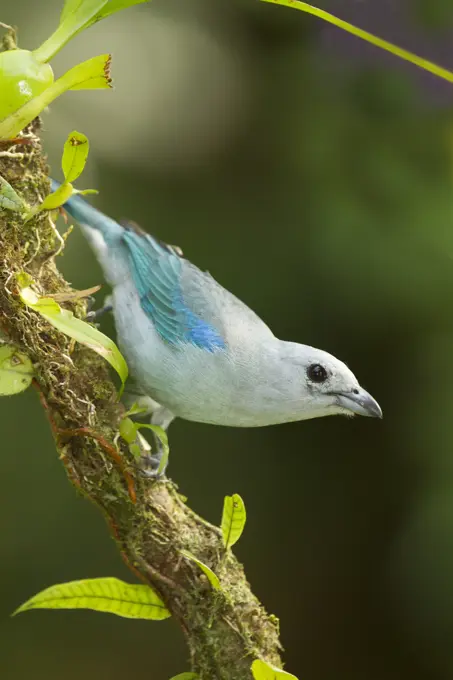 Blue-grey tanager, Thraupis episcopus, Costa Rica, Central America