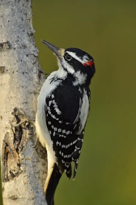 Hairy woodpecker (Picoides villosus), Fort Providence Territorial Park, Northwest Territories, Canada