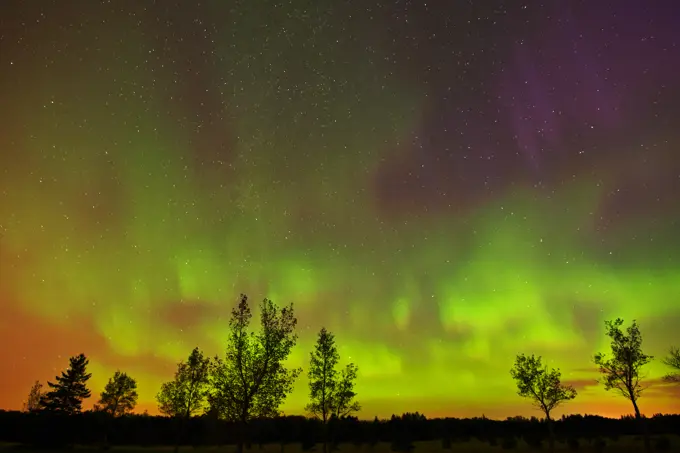 Northern lights and trees(Aurora borealis), Birds Hill Provincial Park, Manitoba, Canada