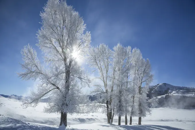 Frosty trees, Lamar Valley, Yellowstone National Park, Wyoming, USA
