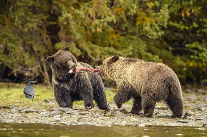 Grizzly bear (Ursus arctos)- Siblings fighting over a salmon carcass, Chilcotin Wilderness, BC Interior, Canada