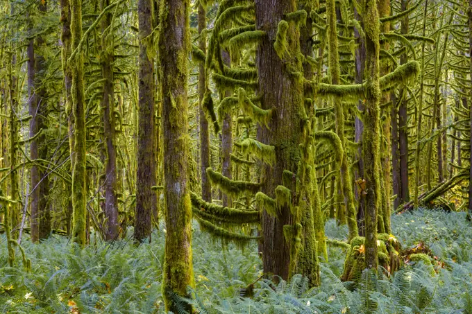 Second growth forest, Golden Ears Provincial Park, British Columbia, Canada