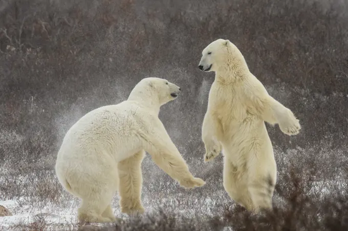 Polar Bear (Ursus maritimus) Interaction and sparring