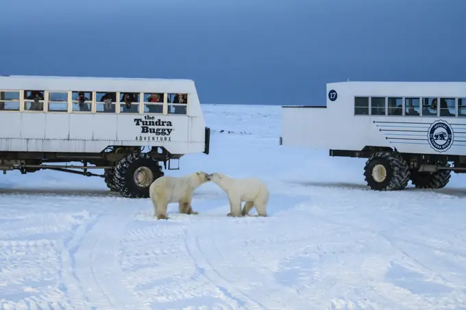 Polar Bear (Ursus maritimus) Individuals attracted to Frontiers North Cape Churchill lodge