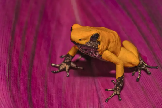 Golden Poison Frog (Phyllobates terribilis) - captive. Endemic to the Pacific Coast of Colombia.