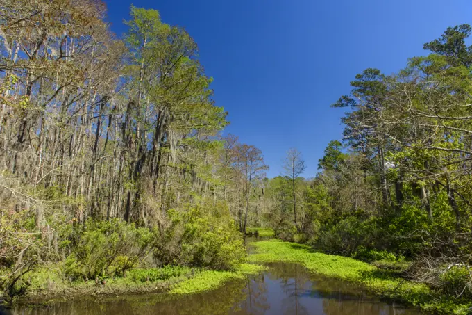Spring trees in a bayou, Mandeville, Louisiana, USA