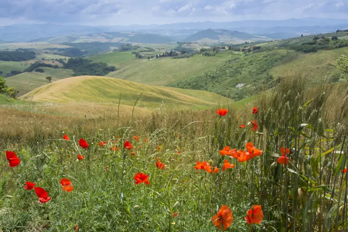 Tuscany, rural landscape with poppies and wheat, near Volterra, Italy
