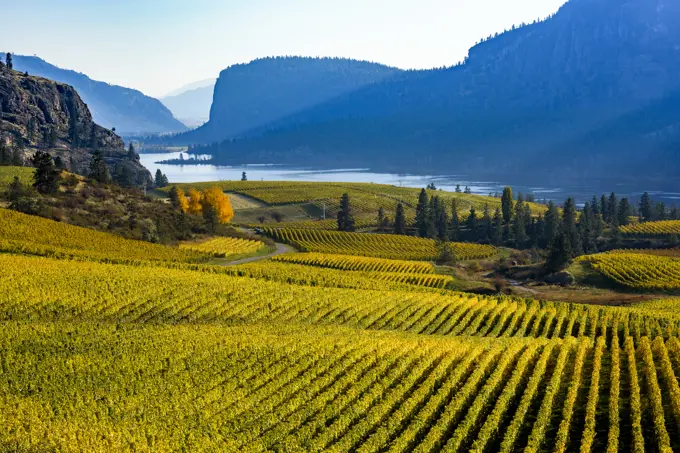 Blue Mountain Winery Vineyard, Okanagan Falls, British Columbia, Canada