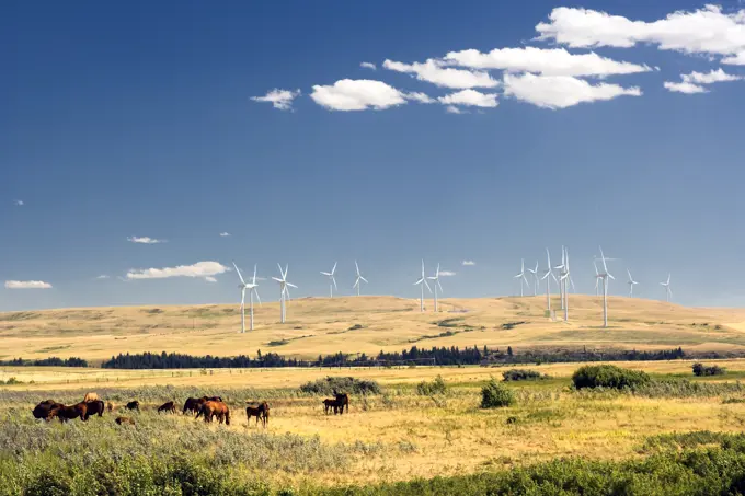 horses and Wiind turbines, Pincher Creek, Alberta, Canada, energy, Wind Energy, Alternate Energy