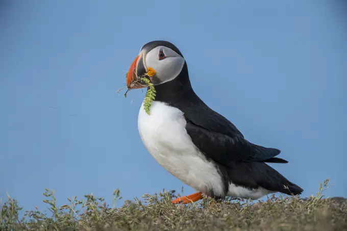 Atlantic puffin (Fratercula arctica) Gathering nesting material from a grassy bluff