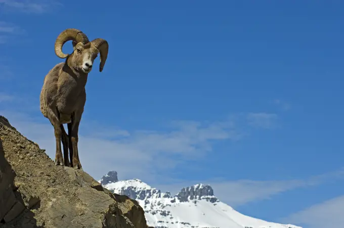 Young American or Rocky Mountain bighorn sheep (Ovis canadensis canadensis) on cliff ledge in Jasper National Park Jasper National Park Alberta Canada