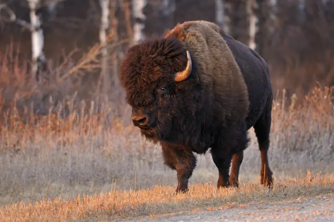 Plains bison (Bison bison bison) is the largest land animal in North America Riding Mountain National Park Manitoba Canada