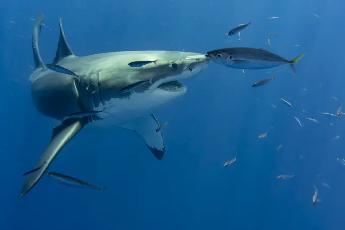 Great white shark, Carcharodon carcharias, swimming off the coast of Isla Guadelupe, Mexico.
