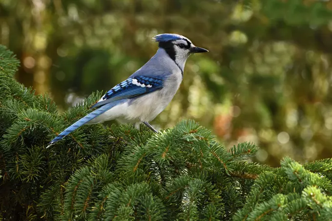 A side view of an eastern Blue Jay, 'Cyanocitta cristata', perched on a spruce tree branch in Alberta, Canada