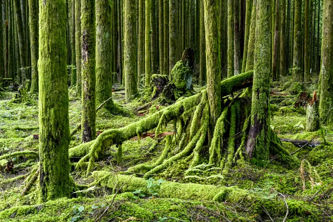 Moss laden, previously logged, second growth forest, Golden Ears Provincial Park, Maple Ridge, British Columbia, Canada