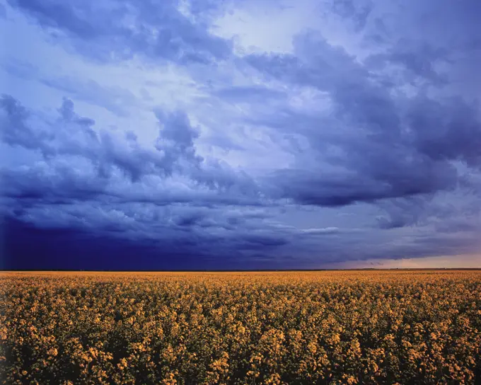 blooming canola field with cumulonimbus cloud , near Steinbach, Manitoba, Canada